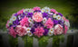 Grave Saddle Purple/Pink