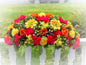 Grave Saddle Red/Yellow/White